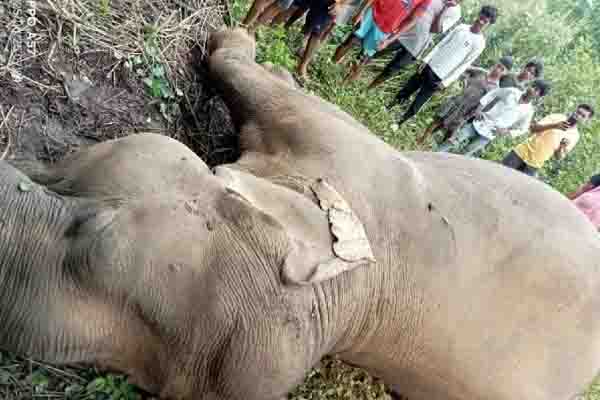 elephant_Saraikela-Kharsawan