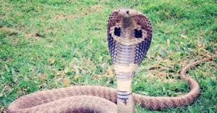 snakebite-palamu-mla-relative